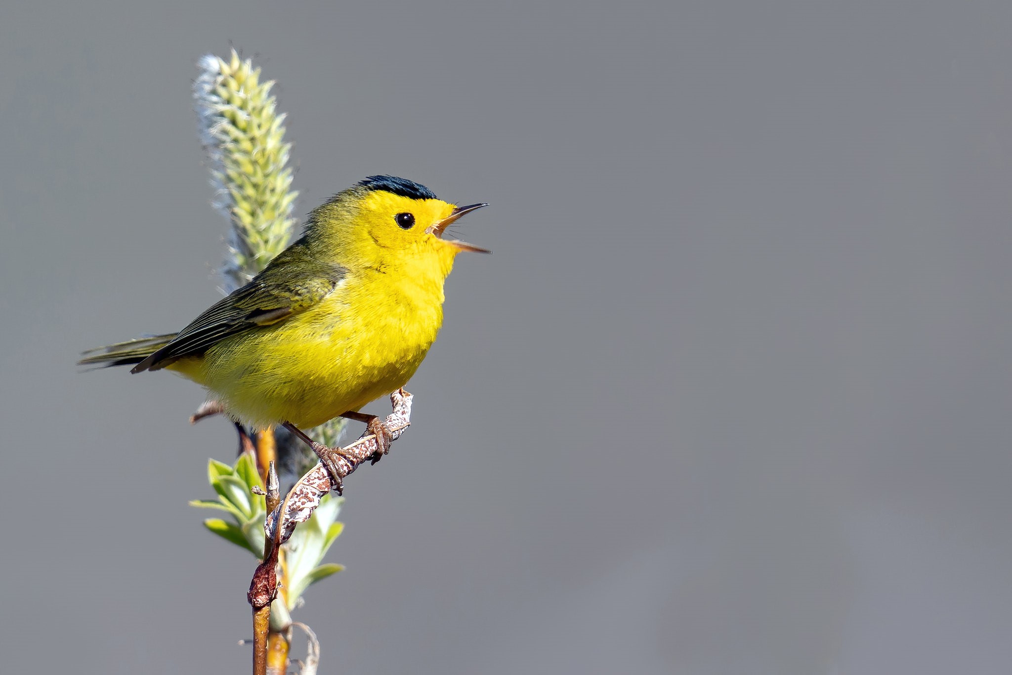 pacific northwest birds