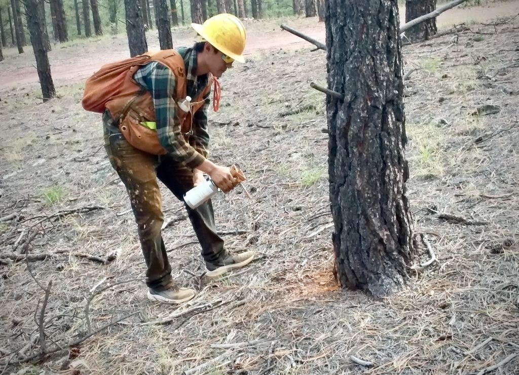 Timber marking crew member paints a "leave" tree.
