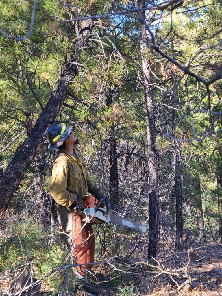 Crew member thins overgrown Ponderosa pine. 