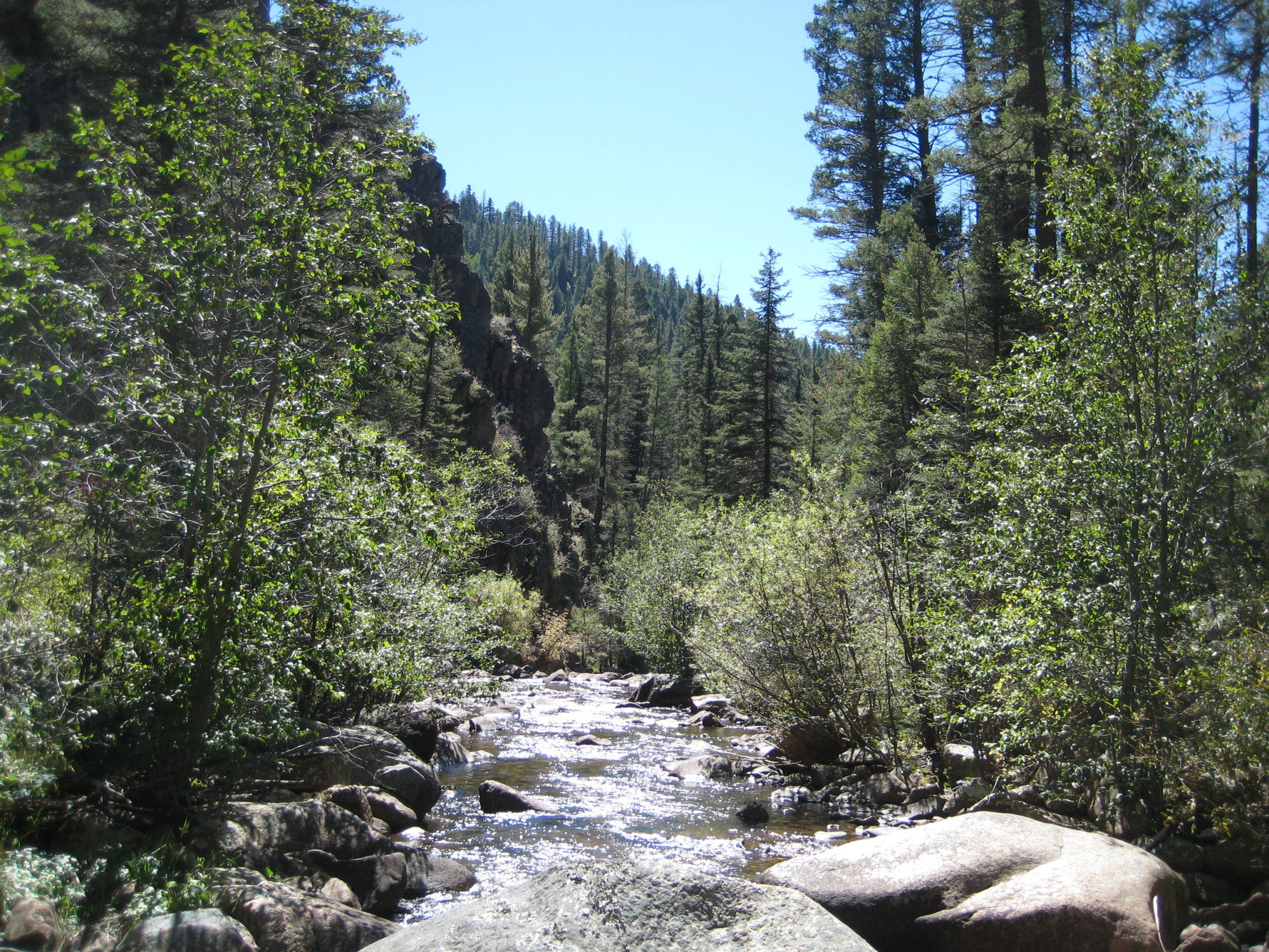Forested Stream