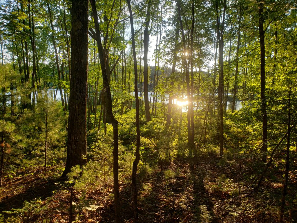 Sun reflected off lake into forest