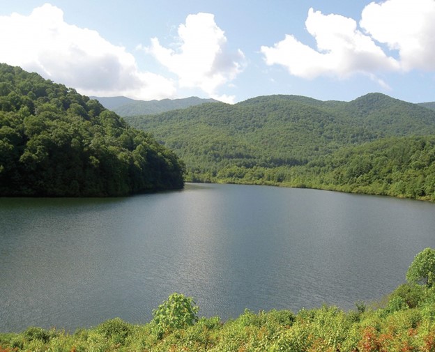 lake surrounded by forest
