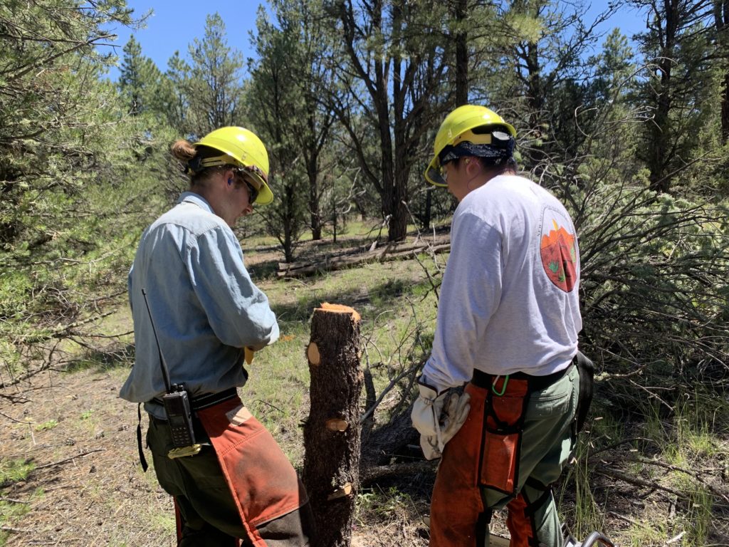 Crew members analyze felling chainsaw cuts