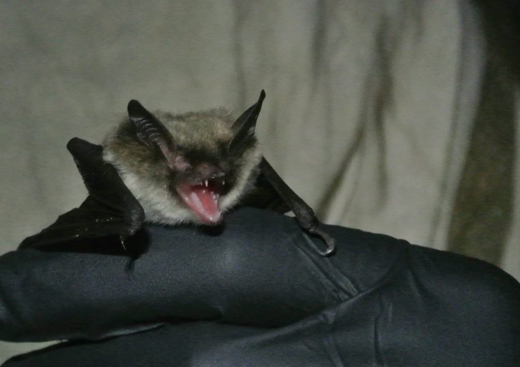 Little brown bat sitting on a gloved hand
