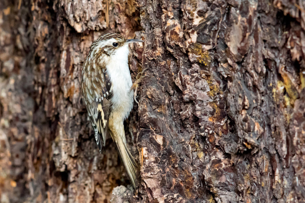 brown creeper by Mick Thompson