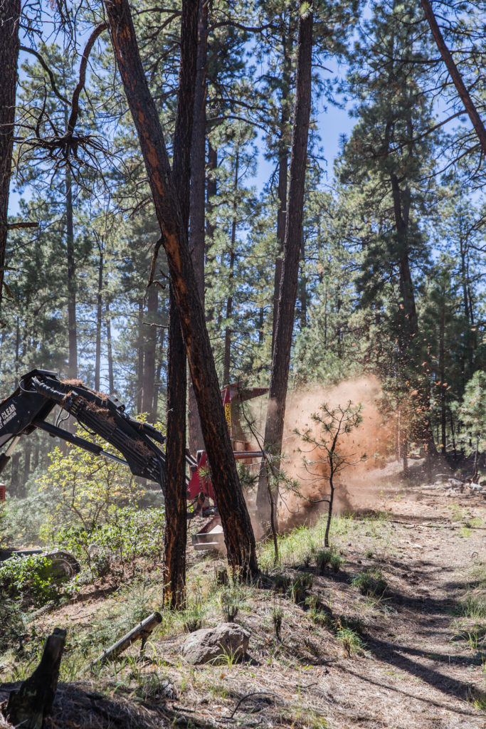 Photo of a feller buncher working in the woods
