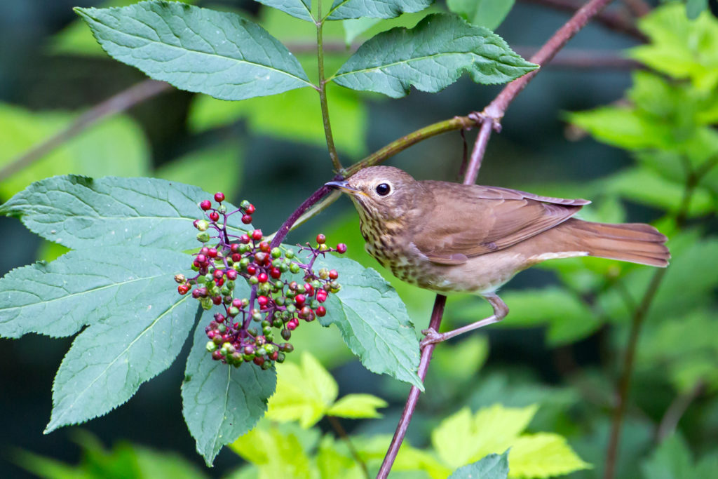 Swainsons Thrush on a branch