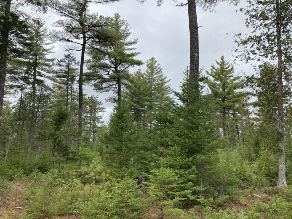 Low density Pine being retained through multiple spruce and fir shelterwood rotations, Topsfield, Maine.
