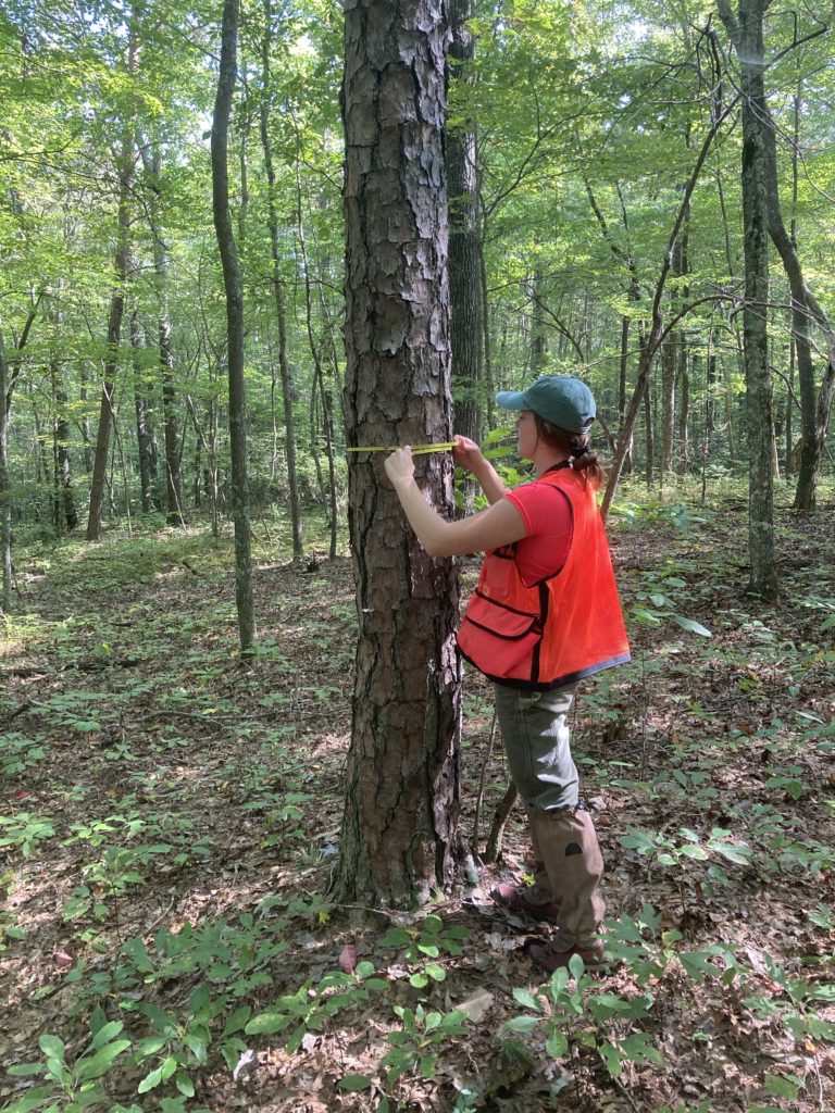 Photo of Dakota Wagner collecting data in a shortleaf pine stand