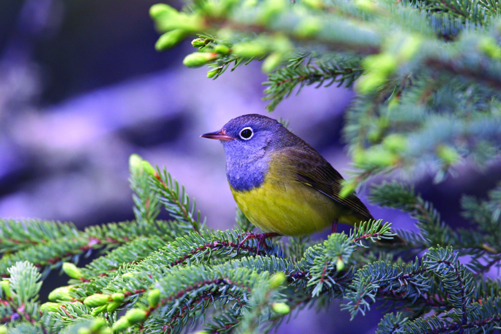 Photo of a Connecticut Warbler by Robert Royse.