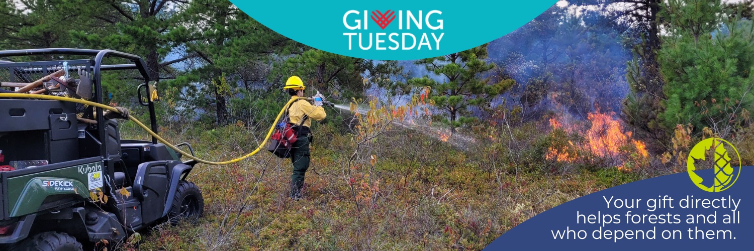 Give to the Guild and give to forests, on Giving Tuesday.