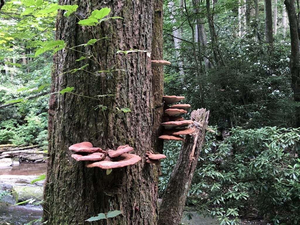 Shelf fungi growing on a large tree
