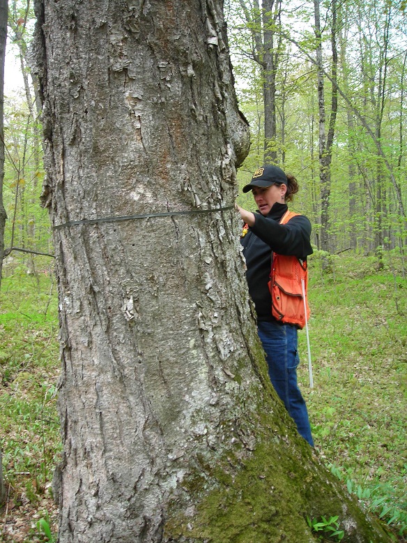 A forester measuring and old growth tree diameter