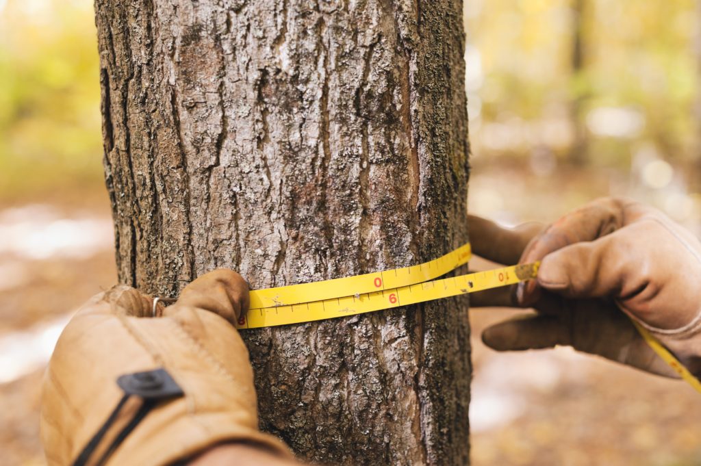 Diameter breast height measurement of a small tree