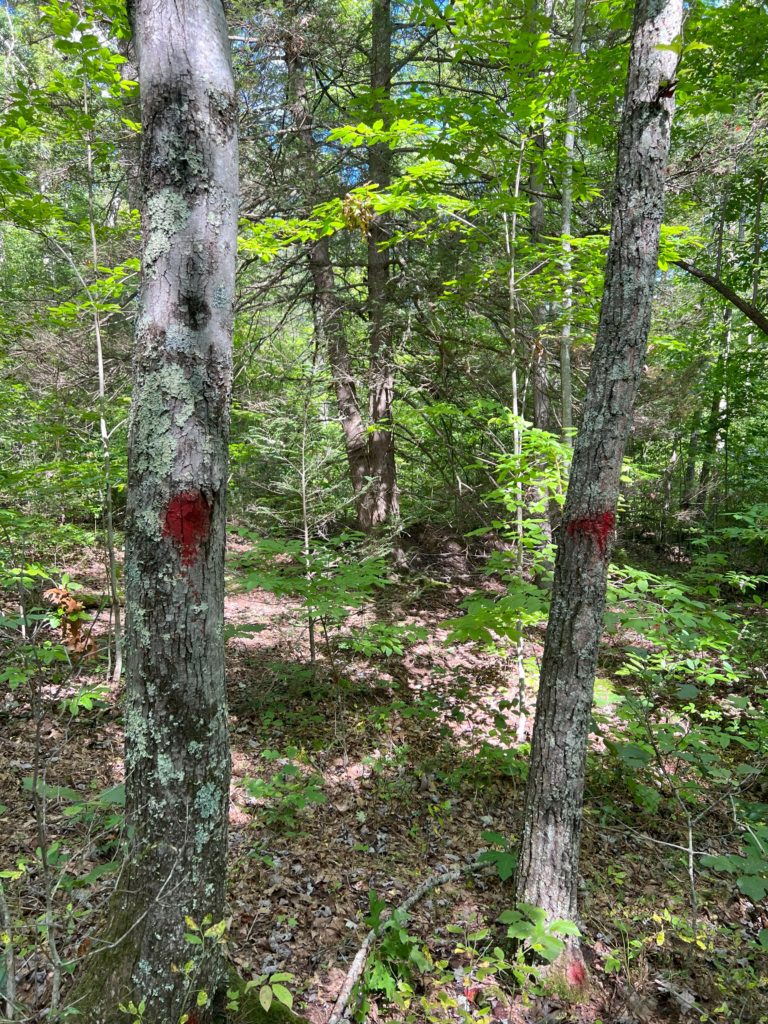 Retention trees marked at the Anew Climate demonstration site