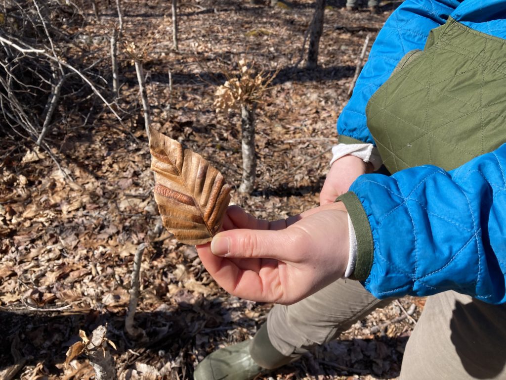 A person holds a diseased leaf during a field tour in the NE in 2024 about Beech Bark and Beech Leaf Diseases.