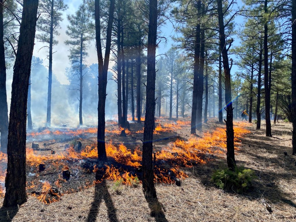 Photo of low flames across a prescribed burn