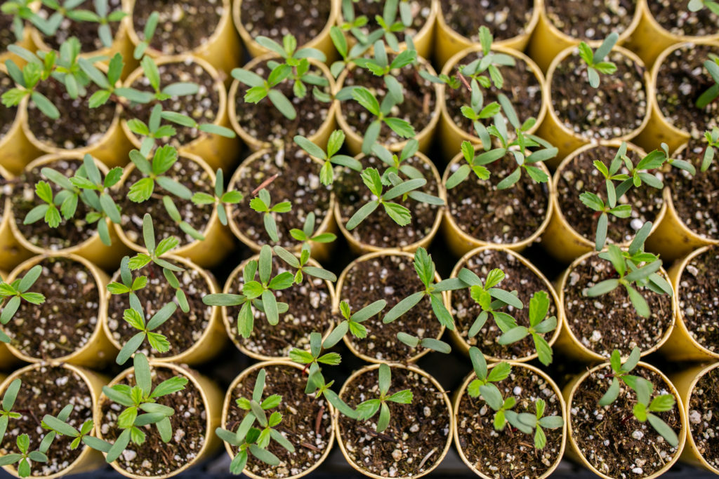 Photo from above of tiny pots of deciduous seedlings