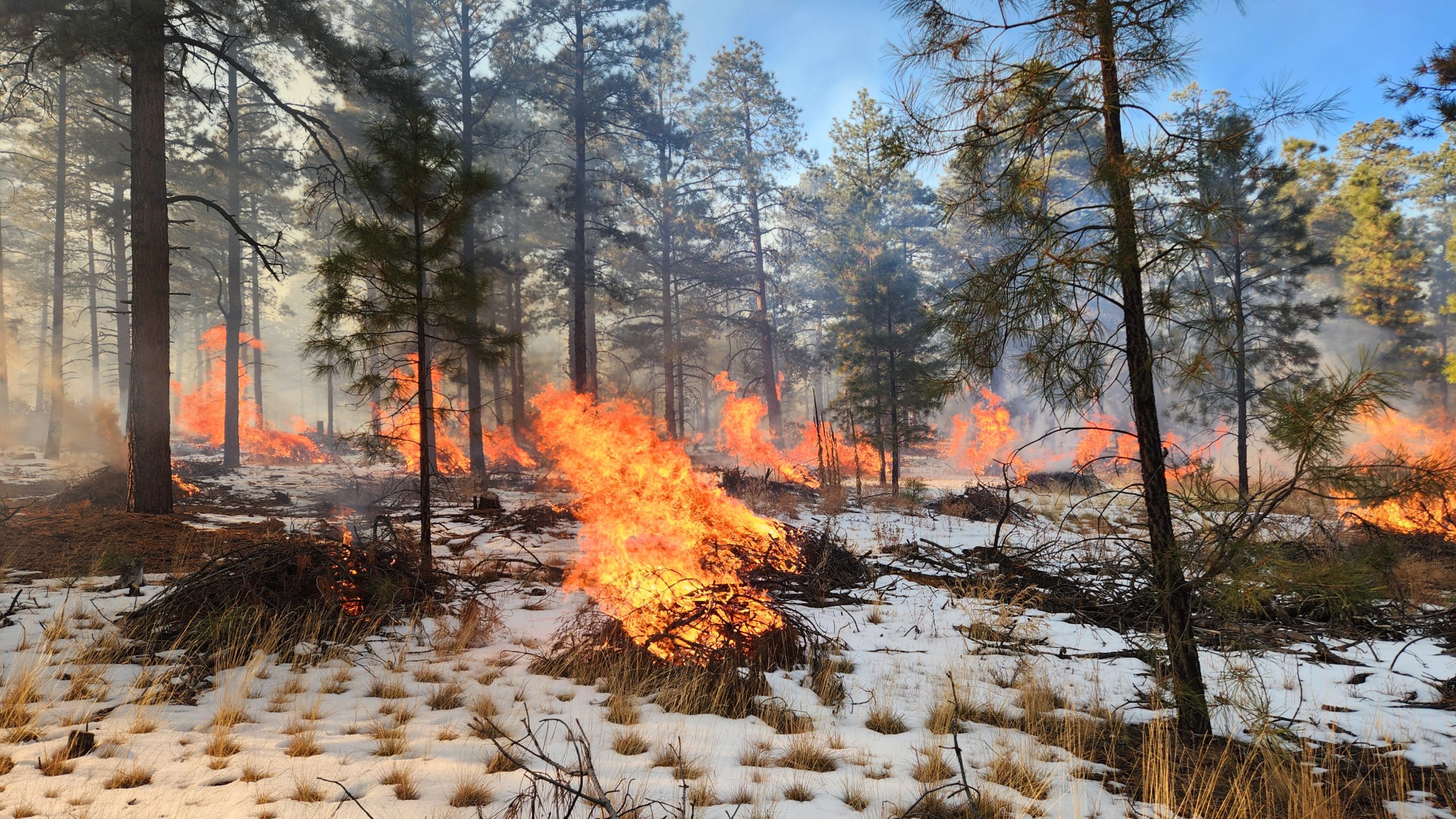 Photo of brush piles being burned to reduce fuel loads in the forest.
