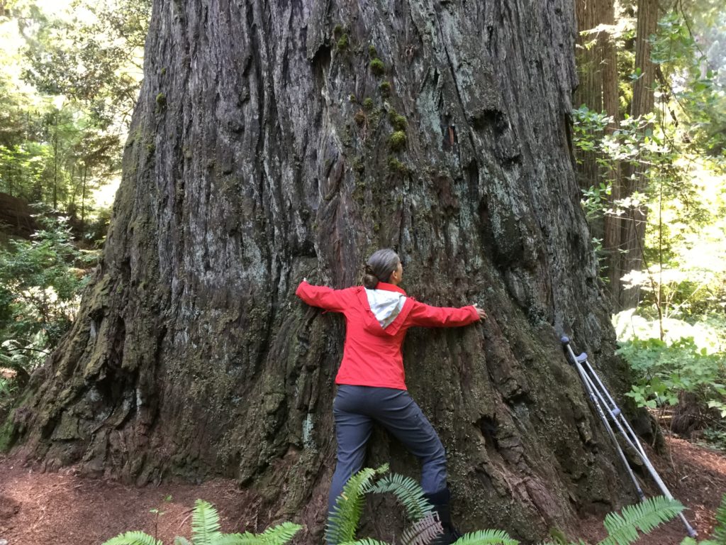 Picture of someone hugging a giant sequoia tree