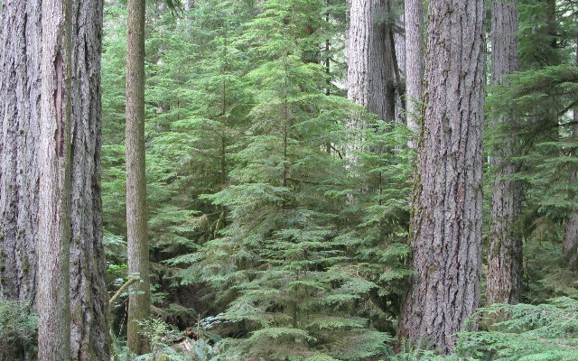 Photo of regeneration in an old growth forest