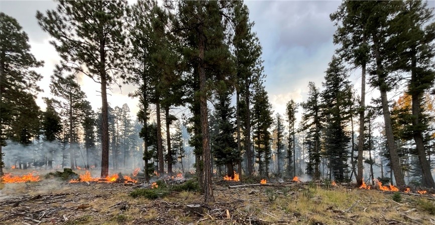 A photo of low-intensity ground burning in the Black Lake prescribed burn.