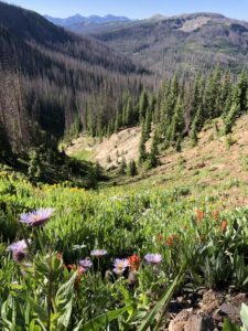 Rio Grande National Forest wildflower photo