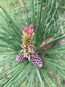 Up Close shot of Red Pine Cone 