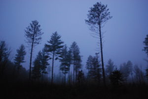 red pine forest in the mist at nighttime