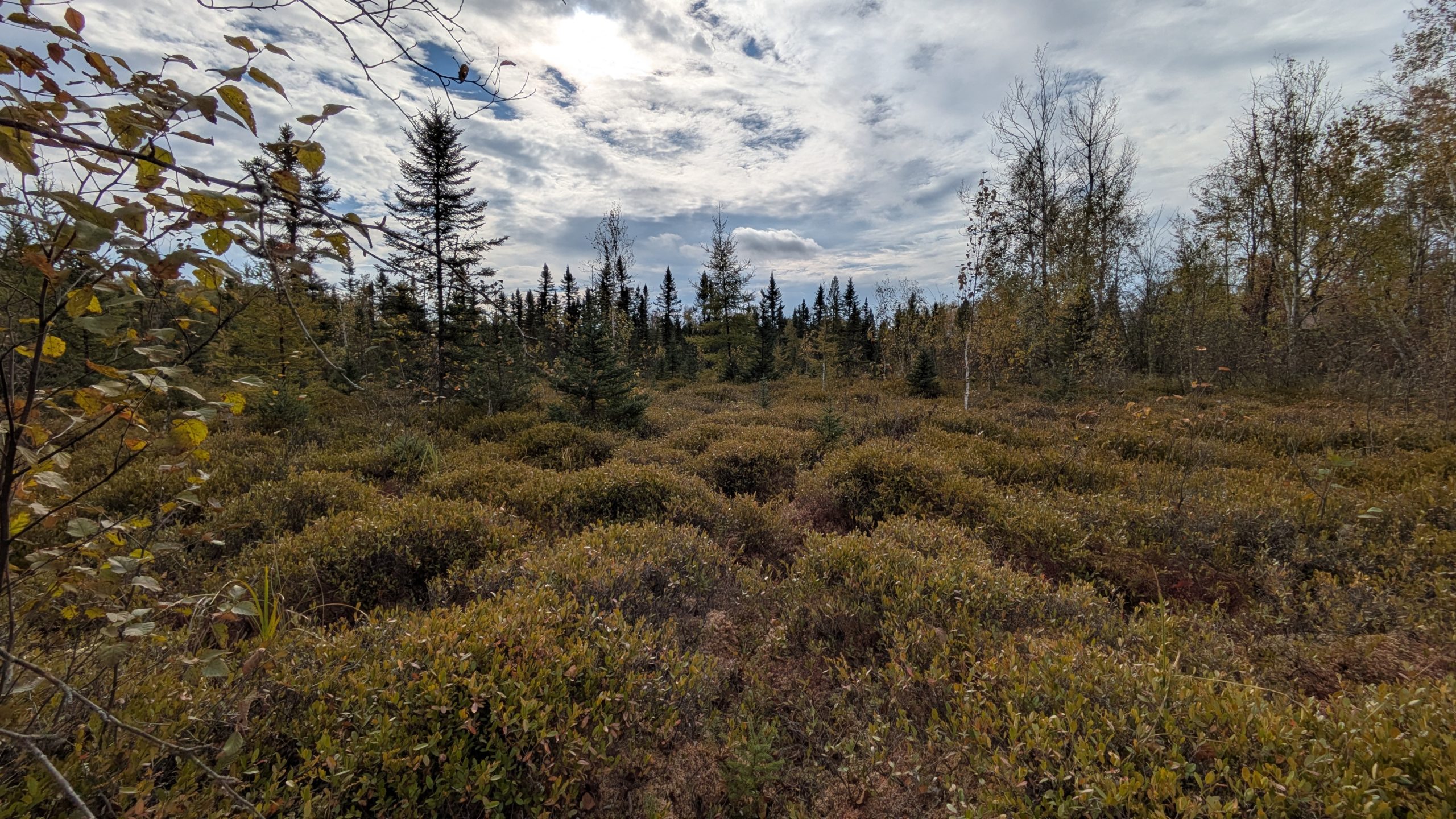 Bog in NE MN by Colleen Robinson