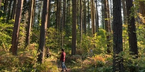 Person walking in woods at Pack Forest, WA, 2022